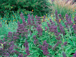 Hummingbird Sage Plant, Encino CA